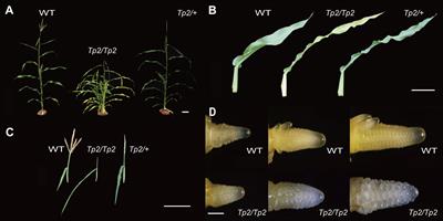 Genetic mapping and functional analysis of a classical tassel branch number mutant Tp2 in maize